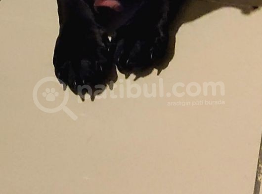 45 Aylık Dişi Safkan Cane Corso görsel