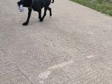 45 aylık dişi safkan cane Corso