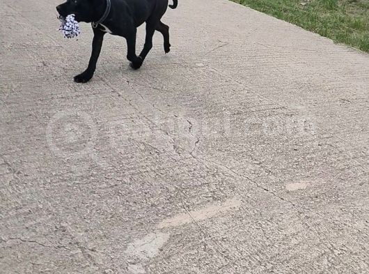 45 Aylık Dişi Safkan Cane Corso