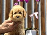 Birbirinden güzel toy poodle yavrularımız