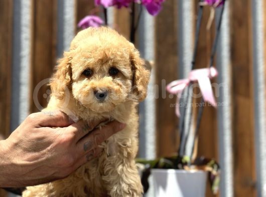 Birbirinden Güzel Toy Poodle Yavrularımız