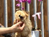 Birbirinden Güzel Toy Poodle Yavrularımız