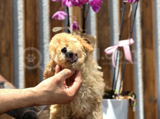 Birbirinden Güzel Toy Poodle Yavrularımız görsel
