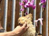 Birbirinden Güzel Toy Poodle Yavrularımız