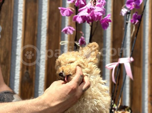 Birbirinden Güzel Toy Poodle Yavrularımız görsel