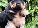 A Kalite Rottweiler Yavrular