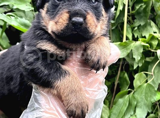 A Kalite Rottweiler Yavrular görsel
