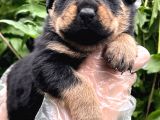 A Kalite Rottweiler Yavrular
