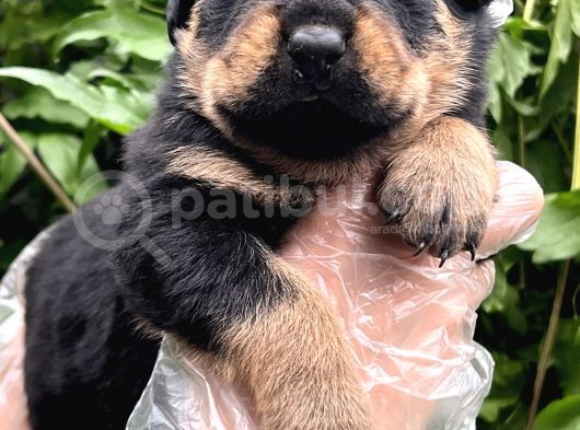 A Kalite Rottweiler Yavrular