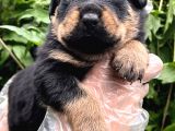A Kalite Rottweiler Yavrular