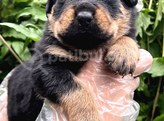 A Kalite Rottweiler Yavrular görsel
