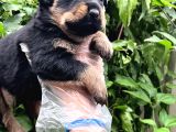 A Kalite Rottweiler Yavrular