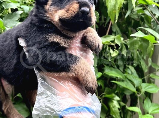 A Kalite Rottweiler Yavrular görsel