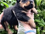 A Kalite Rottweiler Yavrular