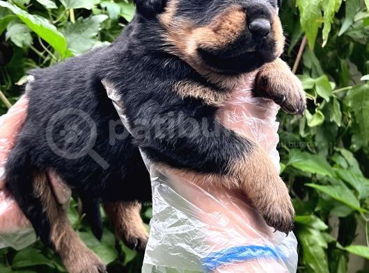 A Kalite Rottweiler Yavrular görsel