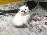 2 Buçuk Aylık British Shorthair