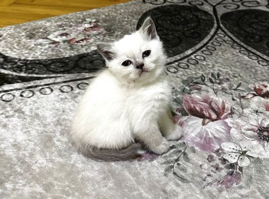 2 Buçuk Aylık British Shorthair görsel