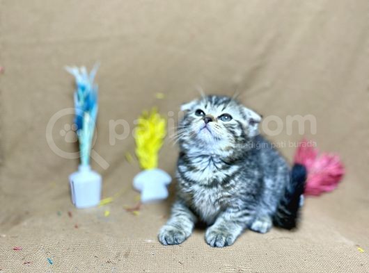 Safkan Kalitede Scottish Fold Black Golden Tabby görsel