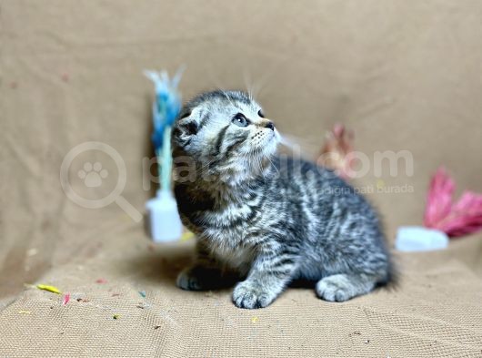 Safkan Kalitede Scottish Fold Black Golden Tabby görsel