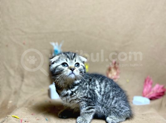 Safkan Kalitede Scottish Fold Black Golden Tabby görsel