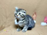 Safkan Kalitede Scottish Fold Black Golden Tabby