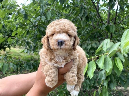 Siyah  Apricot Renk Poodle Yavrularımız görsel