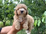 Siyah  Apricot Renk Poodle Yavrularımız