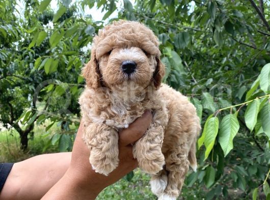 Siyah  Apricot Renk Poodle Yavrularımız görsel