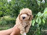 Siyah  Apricot Renk Poodle Yavrularımız