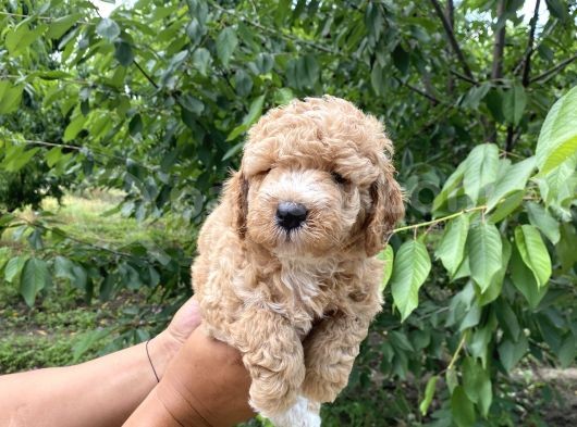 Siyah  Apricot Renk Poodle Yavrularımız görsel