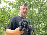 Siyah  Apricot Renk Poodle Yavrularımız