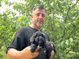 Siyah  apricot renk poodle yavrularımız