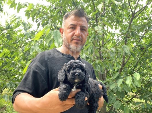 Siyah  Apricot Renk Poodle Yavrularımız