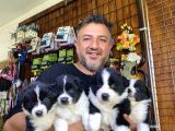 Mükemmel Kalitede Border Collie Yavrularımız