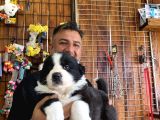 Mükemmel Kalitede Border Collie Yavrularımız