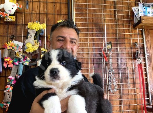 Mükemmel Kalitede Border Collie Yavrularımız görsel