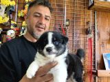Mükemmel Kalitede Border Collie Yavrularımız