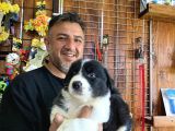 Mükemmel kalitede border collie yavrularımız