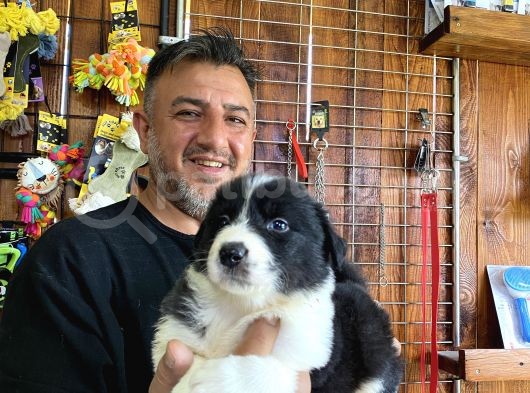 Mükemmel Kalitede Border Collie Yavrularımız