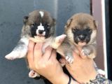 Shiba inu yavruLarımız