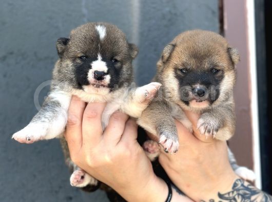 Shiba Inu Yavrularımız