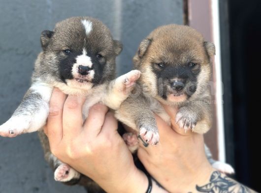 Shiba Inu Yavrularımız görsel