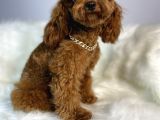 Red Toy Poodle Erkek Çiftleşmeleri Boş Geçmiyor