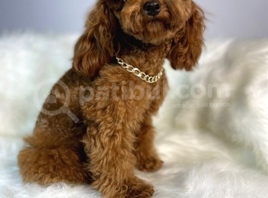 Red Toy Poodle Erkek Çiftleşmeleri Boş Geçmiyor görsel