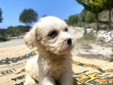 0 No Maltipoo Kızımız
