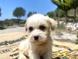0 No Maltipoo Kızımız