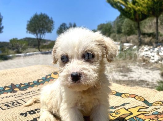 0 No Maltipoo Kızımız görsel
