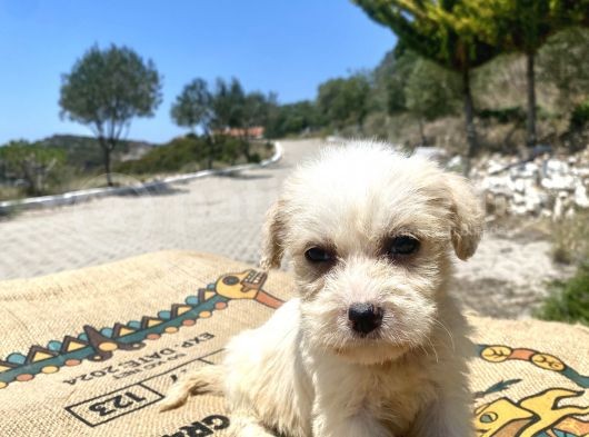0 No Maltipoo Kızımız