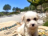 0 No Maltipoo Kızımız