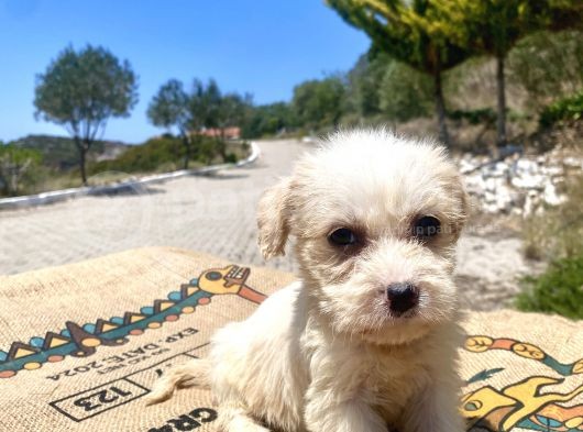 0 No Maltipoo Kızımız görsel